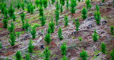 Hnojivo SILVAMIX jako klíčový nástroj pro obnovu zničených lesních porostů po kalamitách