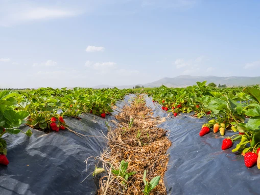 shutterstock_2514984775