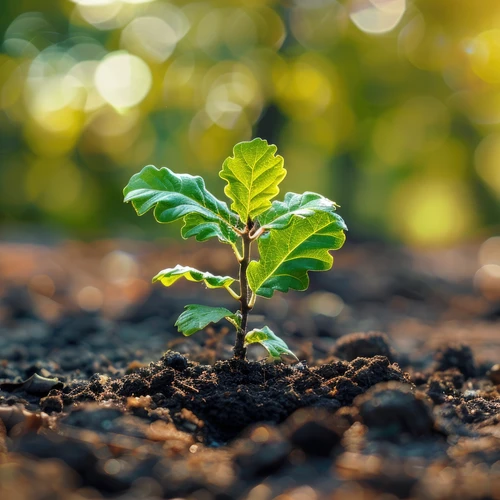 shutterstock_2532372235